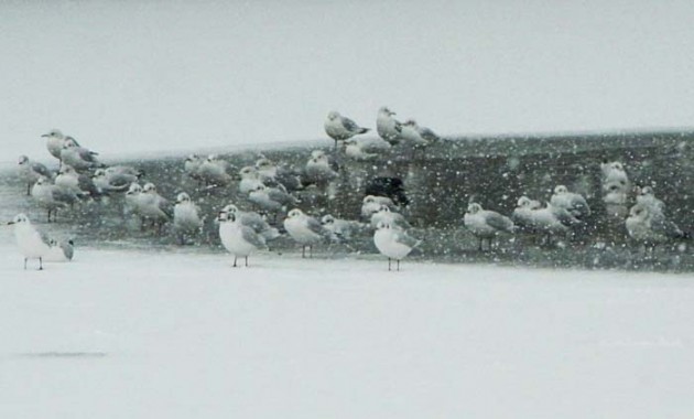 Heronry Pond gulls