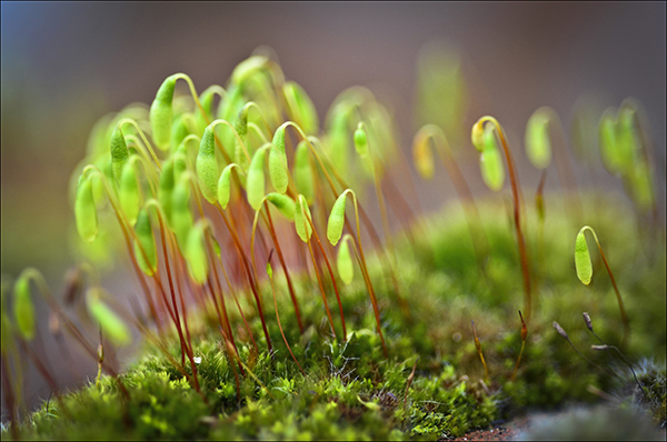 Â© Geoff Wilkinson, who writes on Wanstead Daily Photo: "Spotted this moss growing on a garden wall in Wellesley Road and just had to capture it.  I thought it looked like a lilliputian forest.  If anyone knows what it is called I would be very pleased to know. "