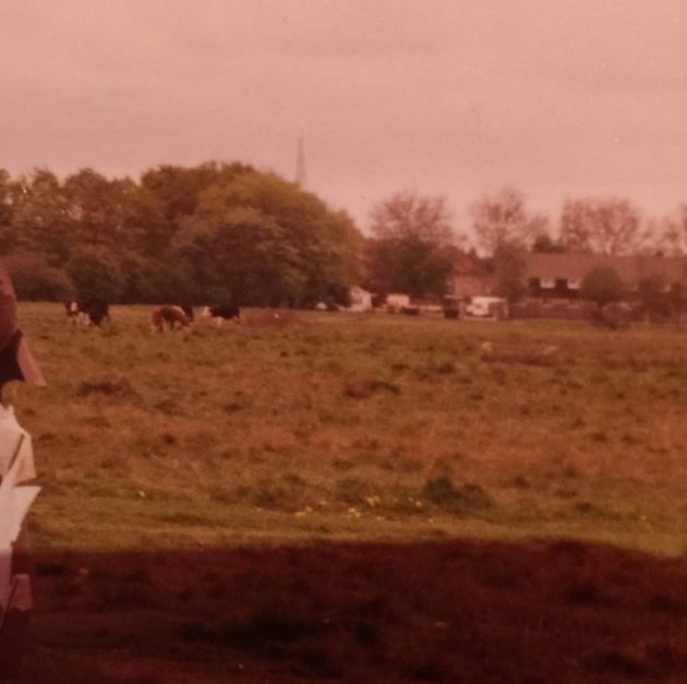Cows on Wanstead Flats, about to chase kite-flying children. Photo: June Mitchell
