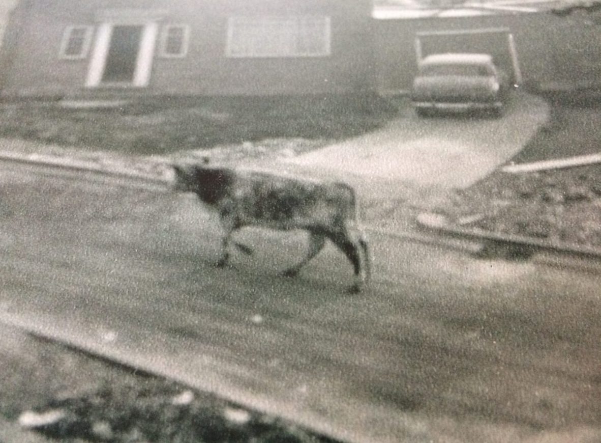The cows in Wanstead Wansteadium