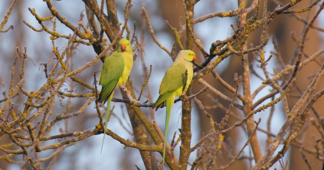Ring Tail Parakeets in London