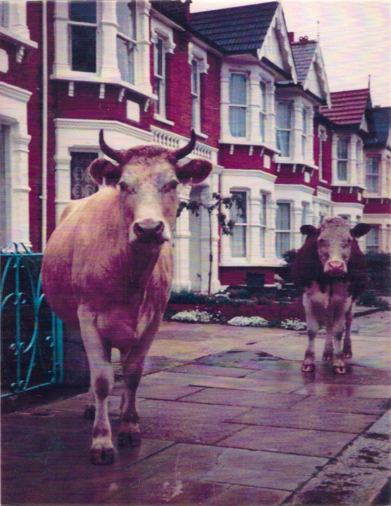 The cows in Wanstead Wansteadium