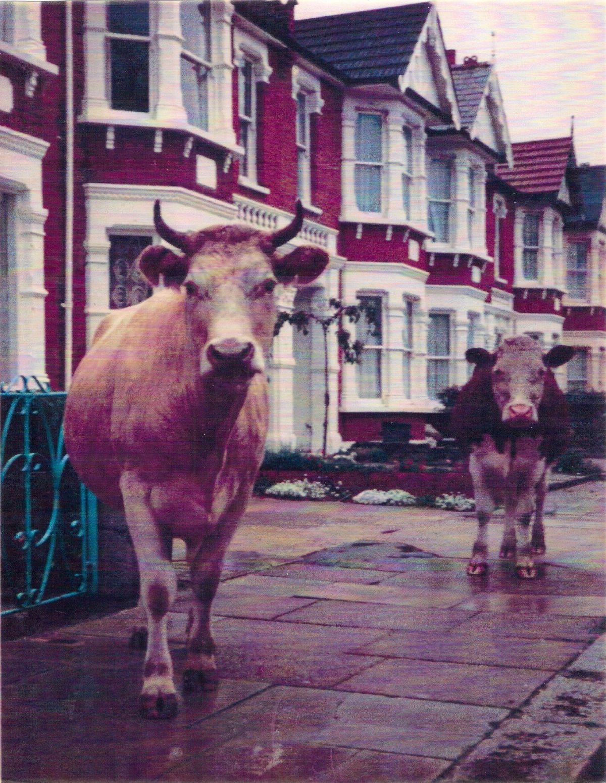 Roger Godbold's cows, as seen on Countryfile