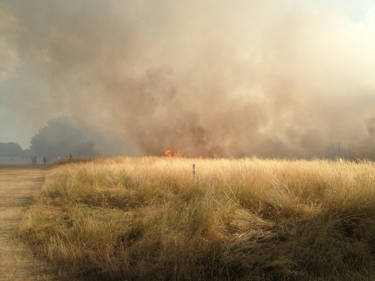 More Wanstead Flats fire pics Wansteadium